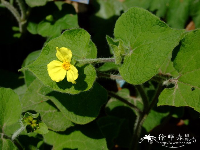 鲜花图片