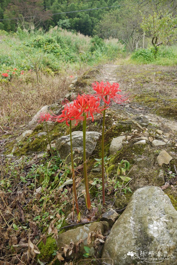 冬青花图片