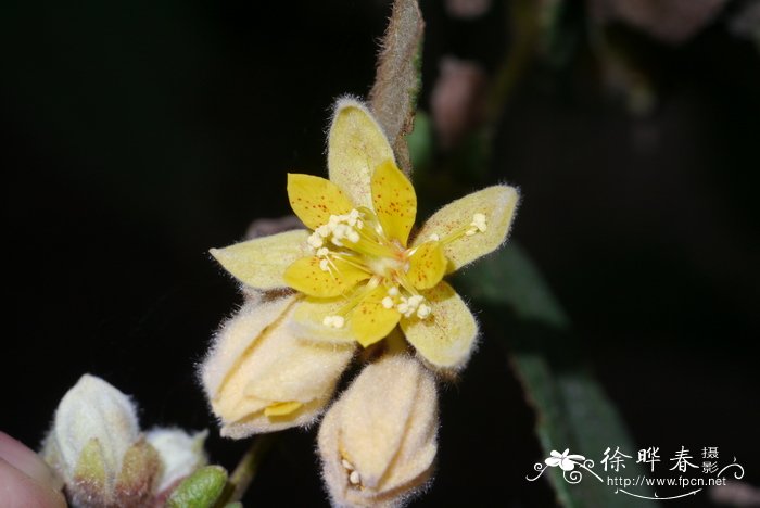 花椒的图片