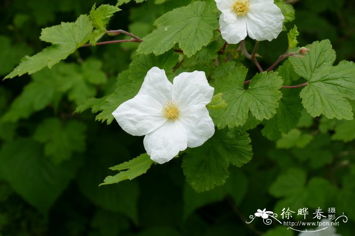 七彩竹芋