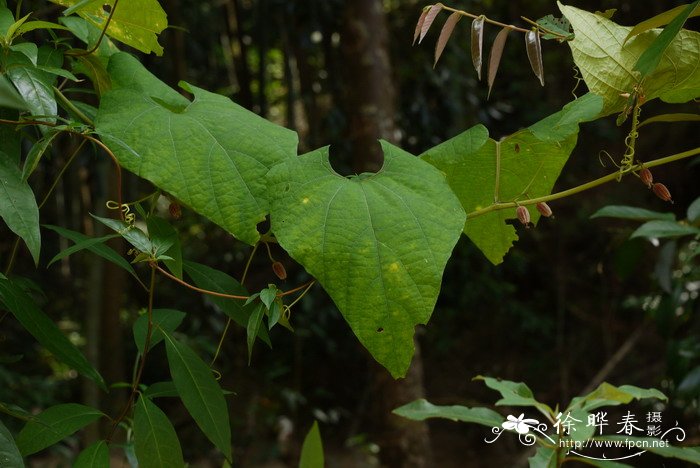 豆瓣菜图片