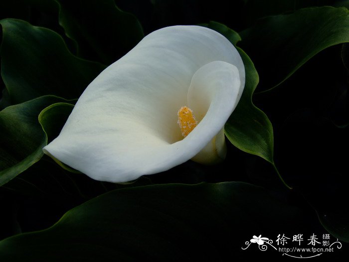 水生植物图片大全