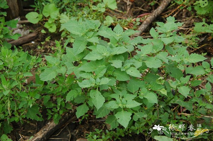 家里适合养的大型绿植有哪些