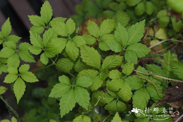 紫薯和红薯的区别