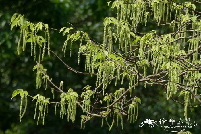 痛风草图片