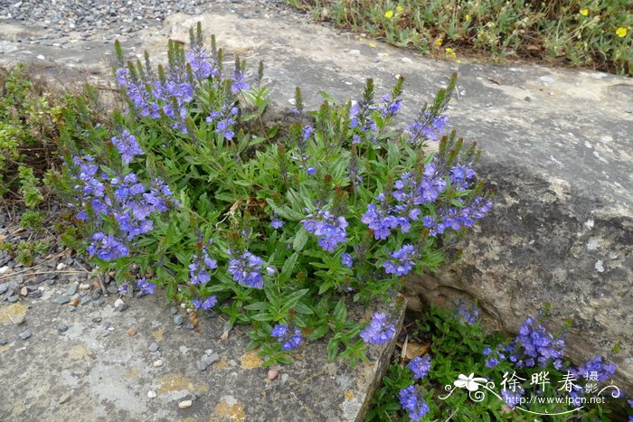 勿忘我花图片