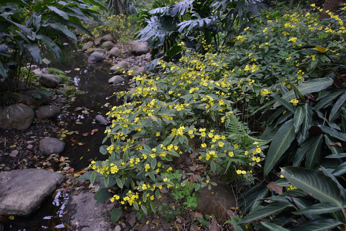 桂花是乔木还是灌木