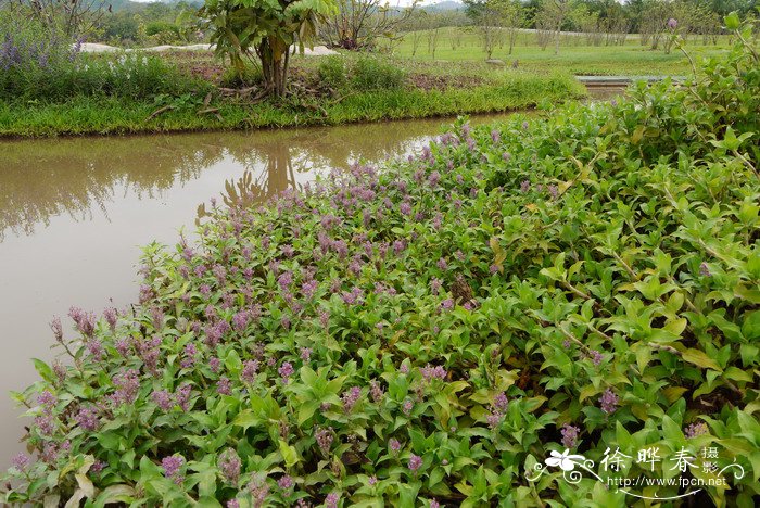 汉中油菜花