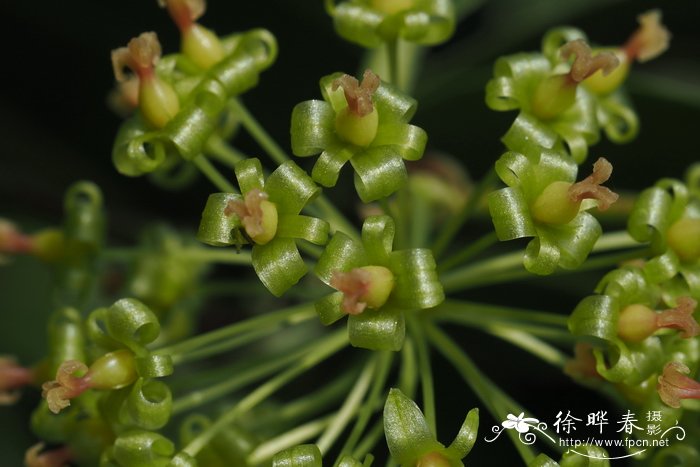 扶桑花花语