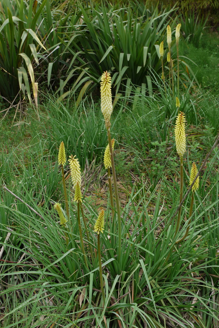 白蝴蝶合果芋