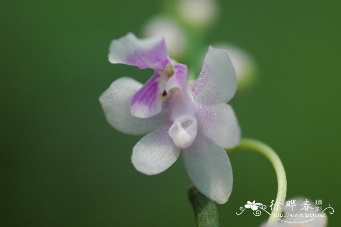 盆栽蔬菜