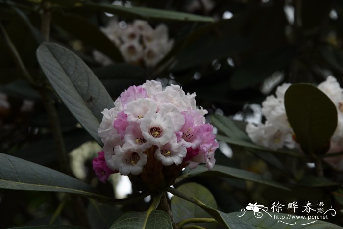 除甲醛什么植物效果最好