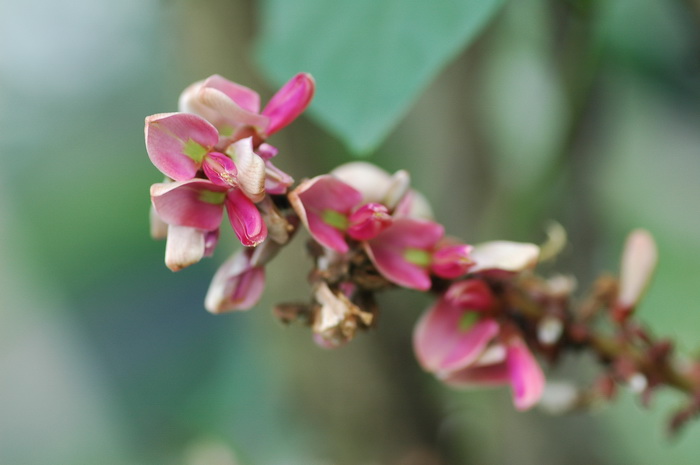 生石花蜕皮可以撕开吗