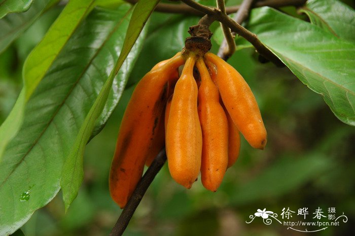 金线莲种植靠谱吗