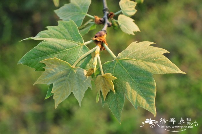 榕树花图片