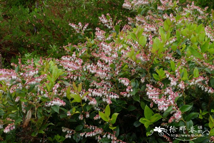 高花盆适合养什么植物