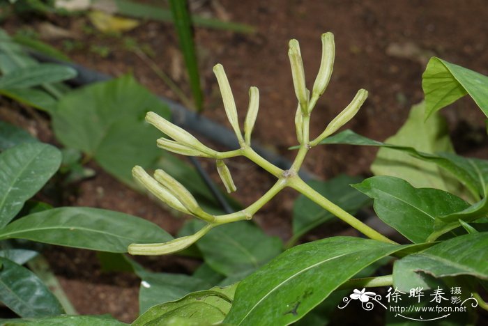 娜塔栎种植基地