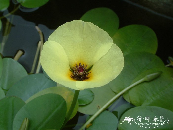 玫瑰花种子种植方法