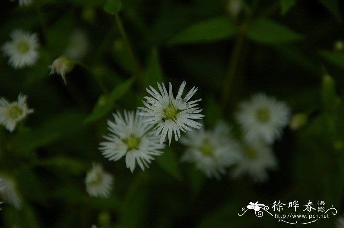 含羞草的照片