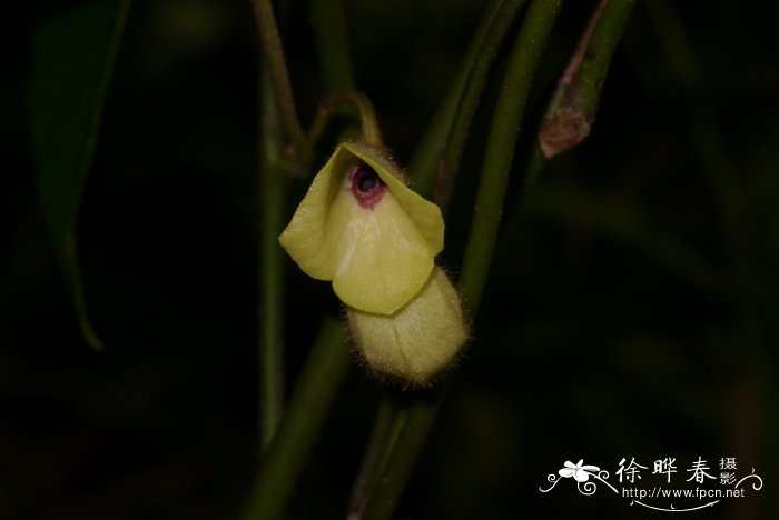 写植物传播种子的方法