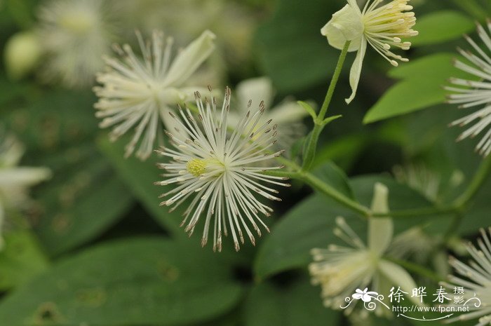 玉渊潭樱花节