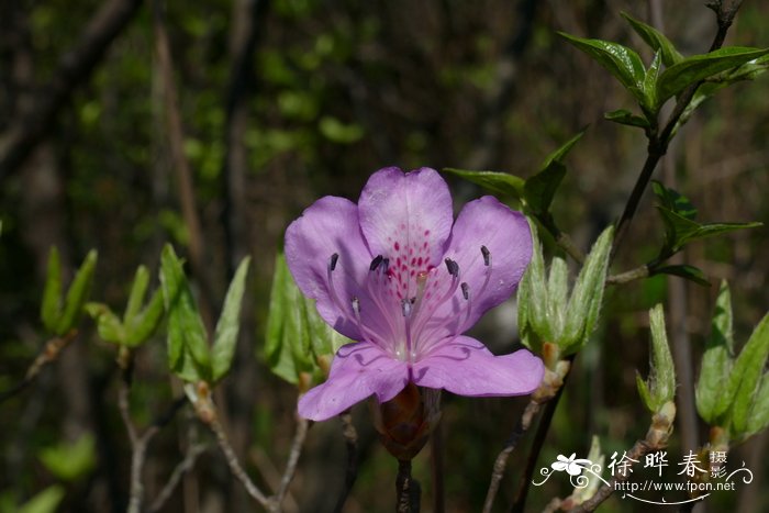 依米花的花语