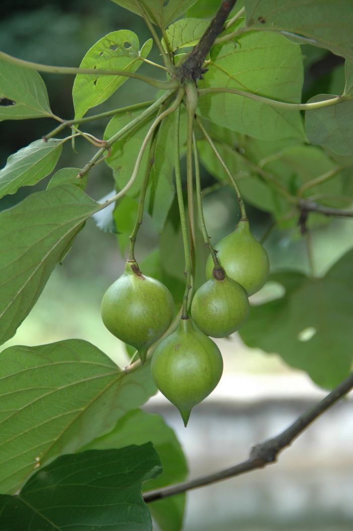 西红柿种植