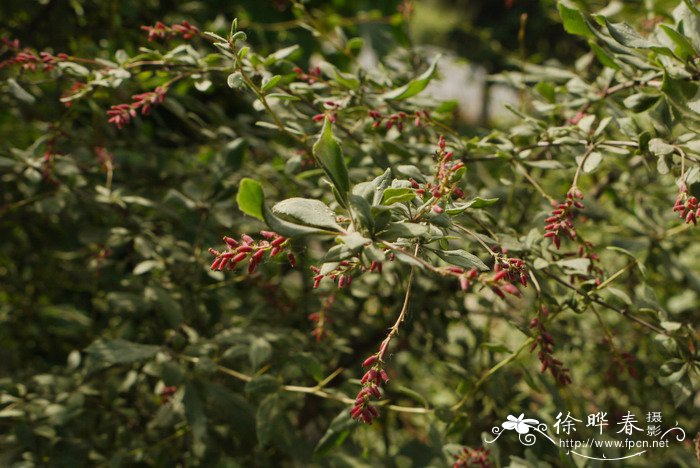 格桑花怎么种