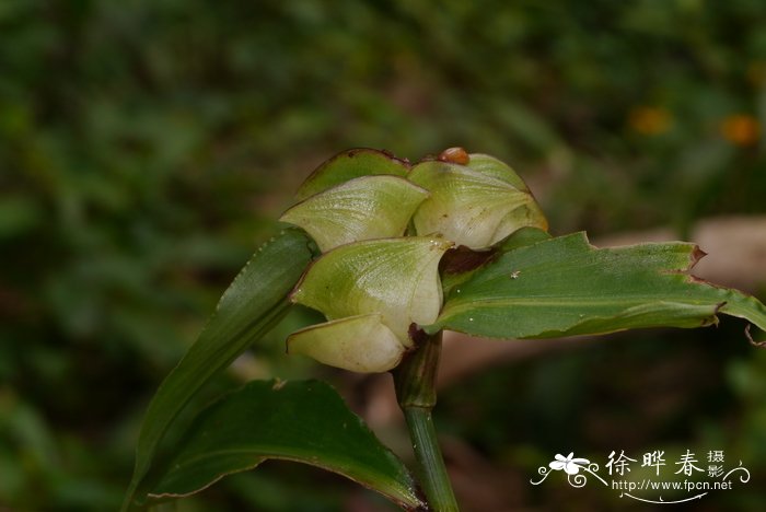 杜鹃花冬季怎么养