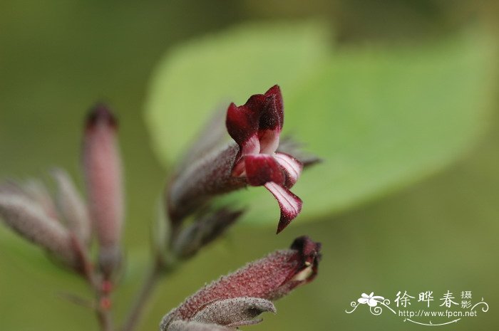 小巢菜