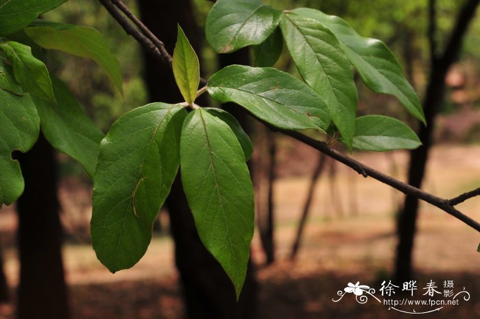 名表瑞士手表