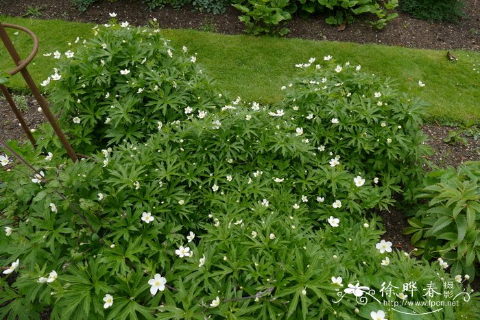 茉莉花茶价格