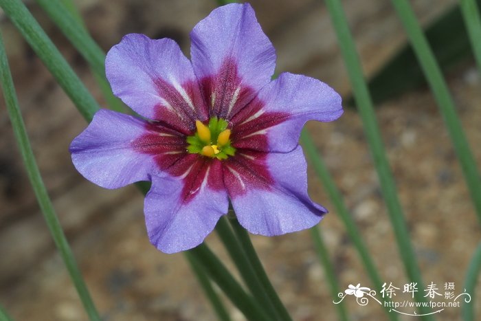 花里的小黑飞虫怎么根除