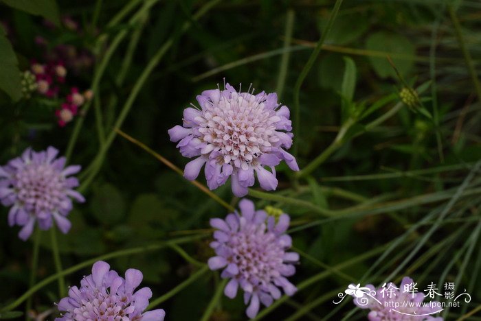 米兰花