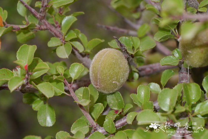 玫瑰花种植方法与技巧