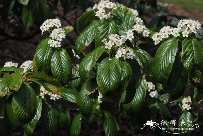 山茶花的寓意和象征