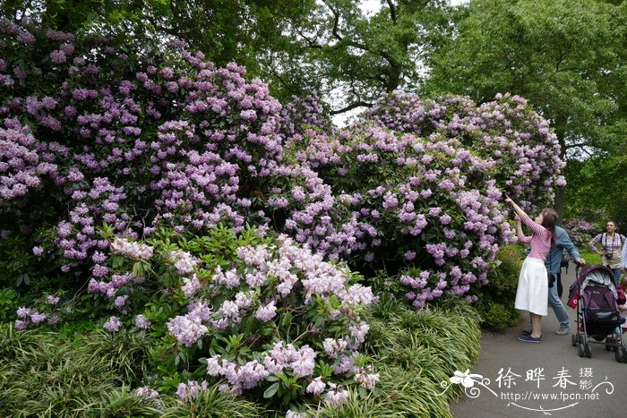 什么花草对净化空气好