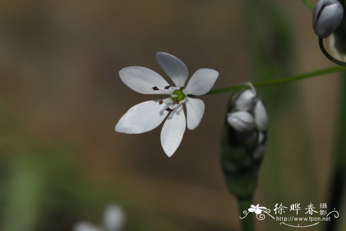 冬美人多肉植物图片