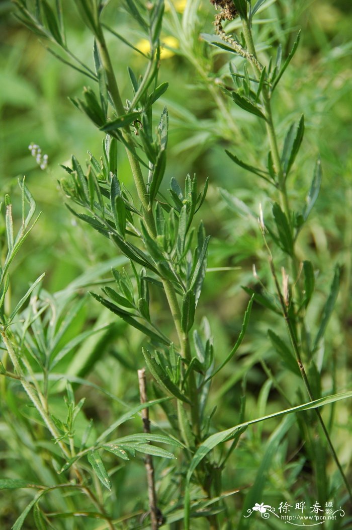 猫须草痛风患者正确服用方法