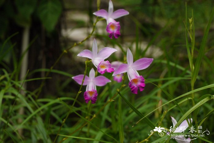 桅子花