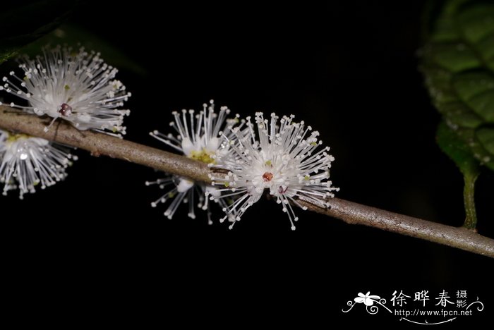 深圳的市花