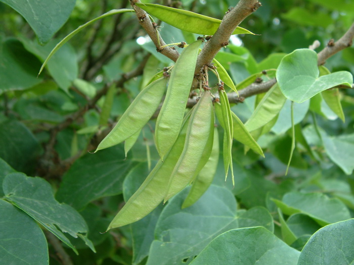 枸杞子种植技术