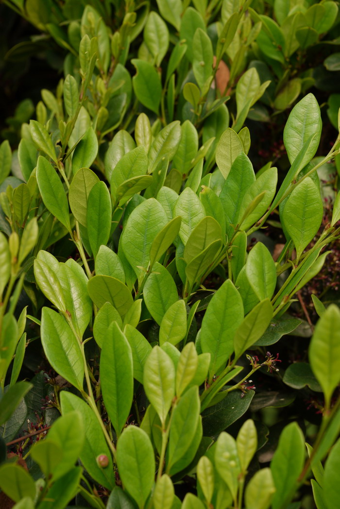 尖叶木樨榄