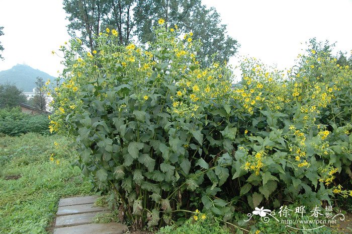 农村致富种植