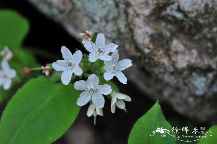 百合花的其他