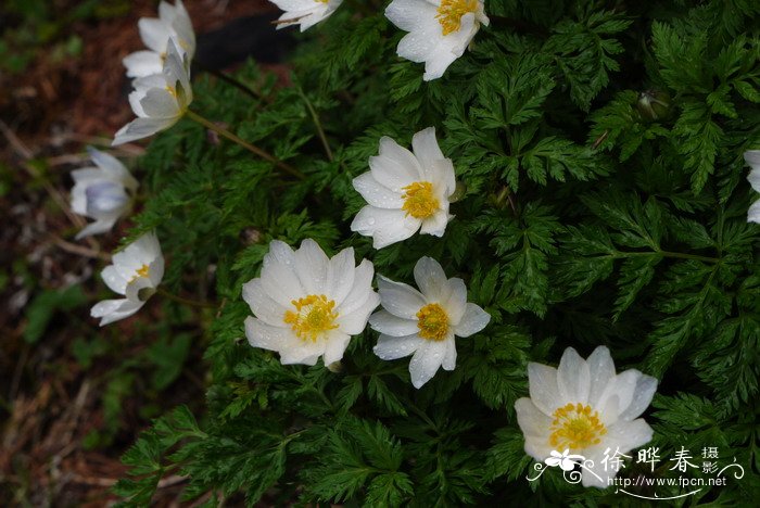 丁香花图片