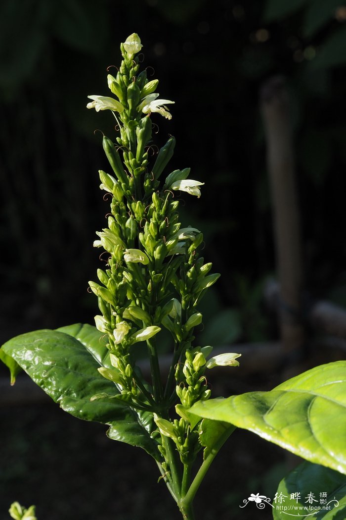 牛油果种植