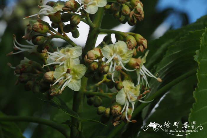 裸子植物有花吗