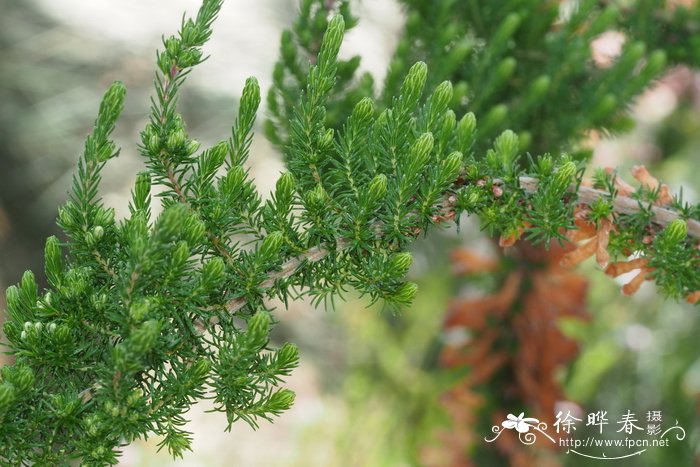 草甘膦能杀死大树吗