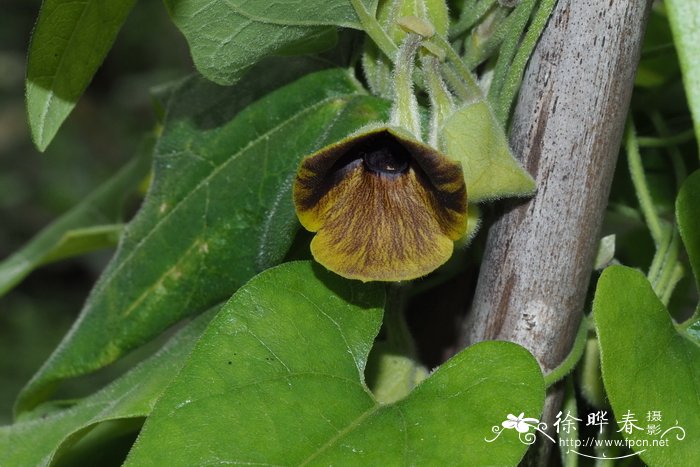 菊花茶加枸杞